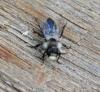 Andrena cineraria